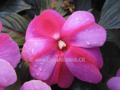 China Rosada (Impatiens Walleriana), Flor de Costa Rica - Fotos