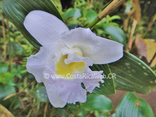 Flor de un Día (Sobralia sp.) Orquídea de Costa Rica - Fotos