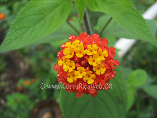 Red and Yellow Lantana Camara, Flower of Costa Rica - Costa Rica Photos