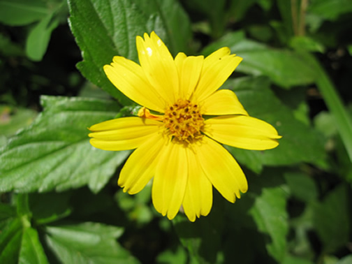 Jabillos Flower, San Carlos, Alajuela, Costa Rica