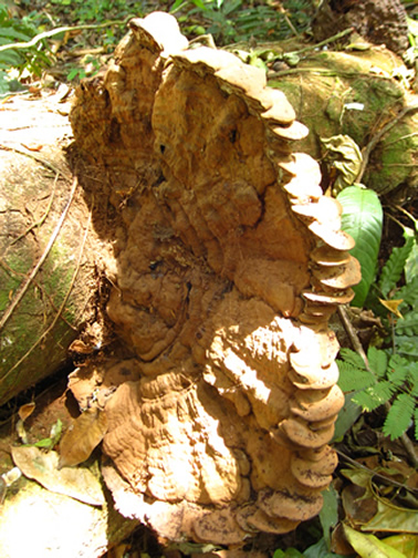 Fungus in Trunk of San Carlos, Alajuela, Costa Rica